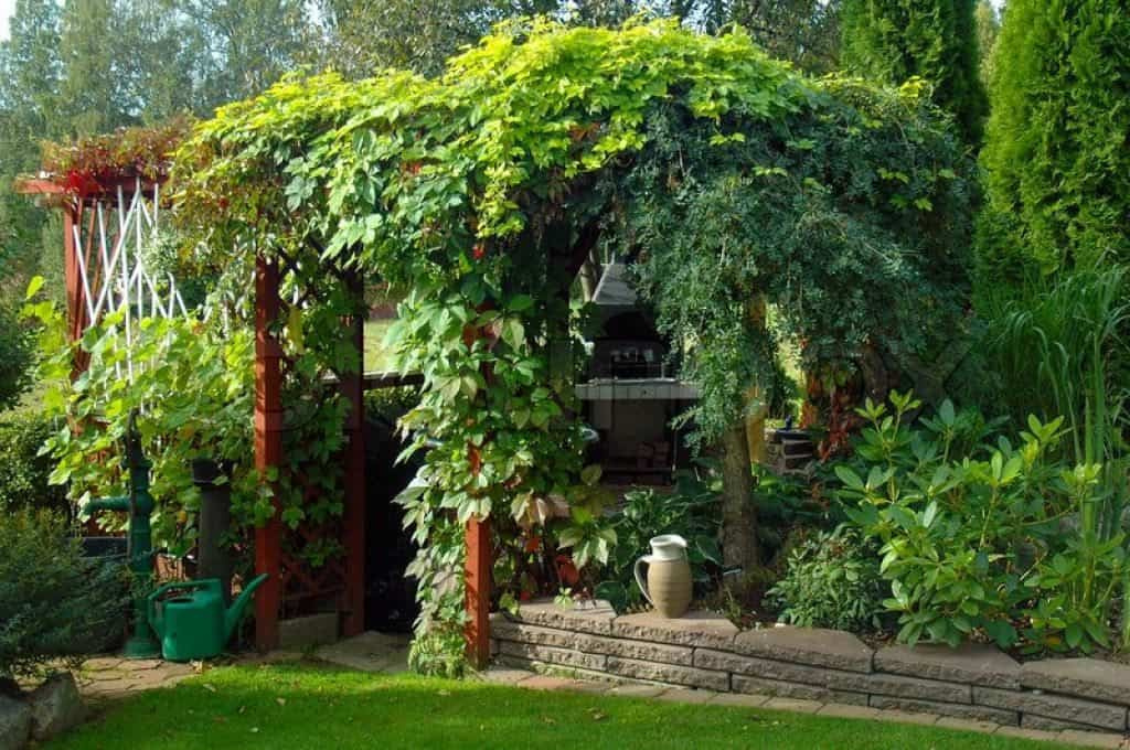 garden-with-pergola-featured-vine-climbing-plants