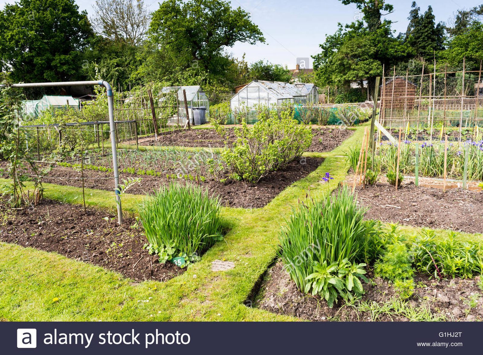 well-tended-allotment-garden-in-springtime-a-plot-of-land-for-fa