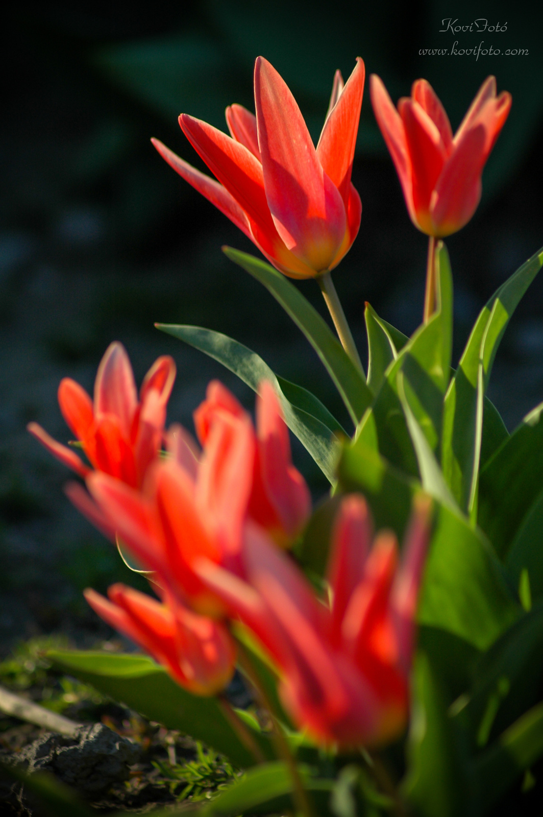 Tavaszi Háztáji Tulipán