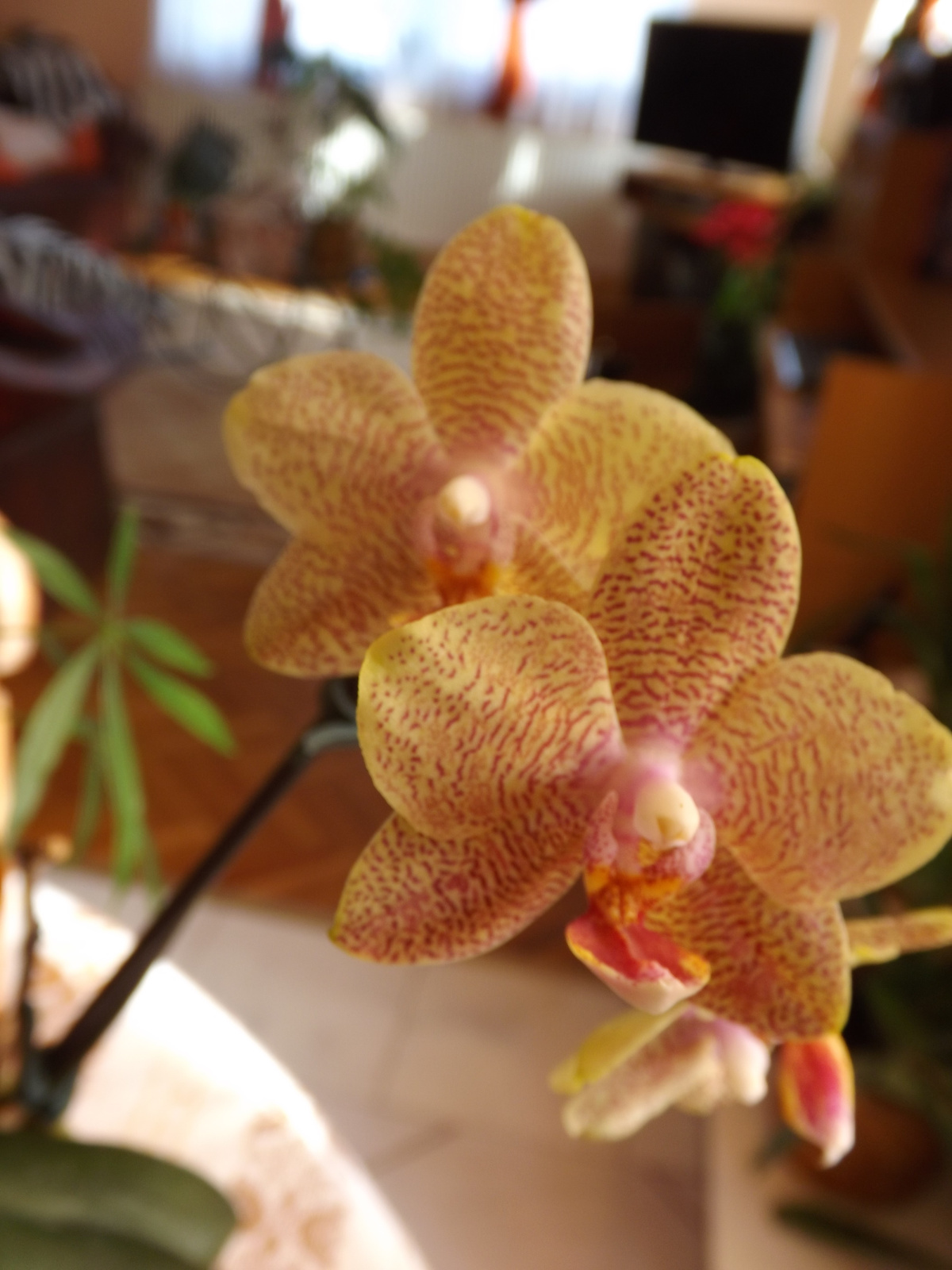 Orchidea-2