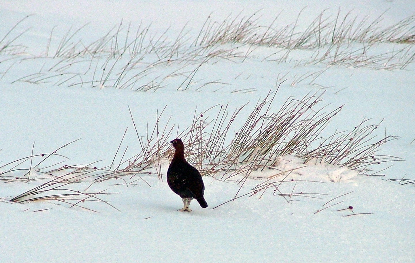 Famous Grouse ... fogyasztása csak mértékkel