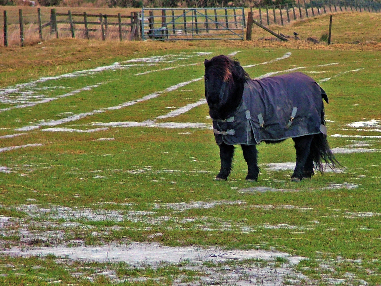 Shetlandi póni - brrrrr