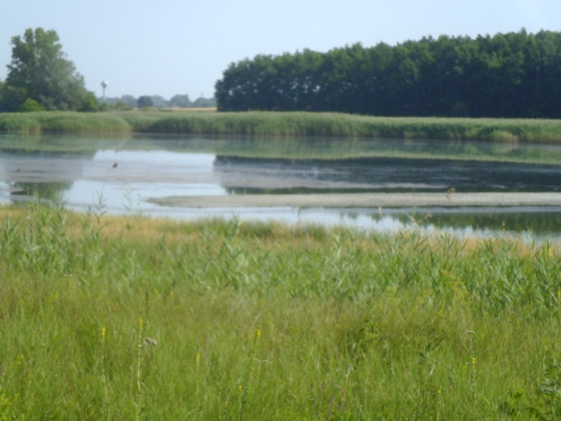 12.07.05. Konyhakert, betakarítás, gólya 096