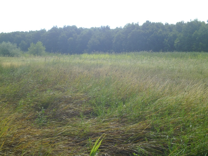 12.07.31. Sós-tó és BácskaModul fenyők... 175