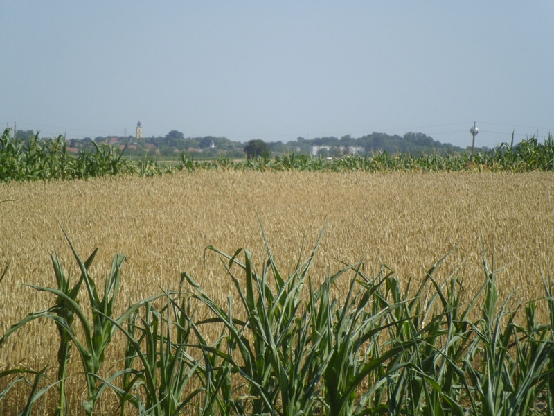 12.07.05. Konyhakert, betakarítás, gólya 120