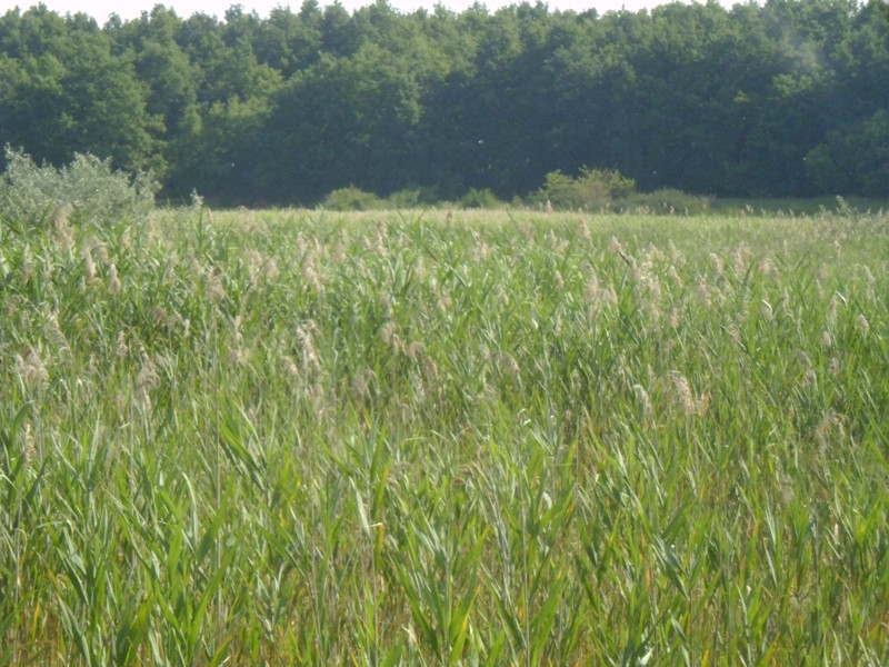 12.07.05. Konyhakert, betakarítás, gólya 103