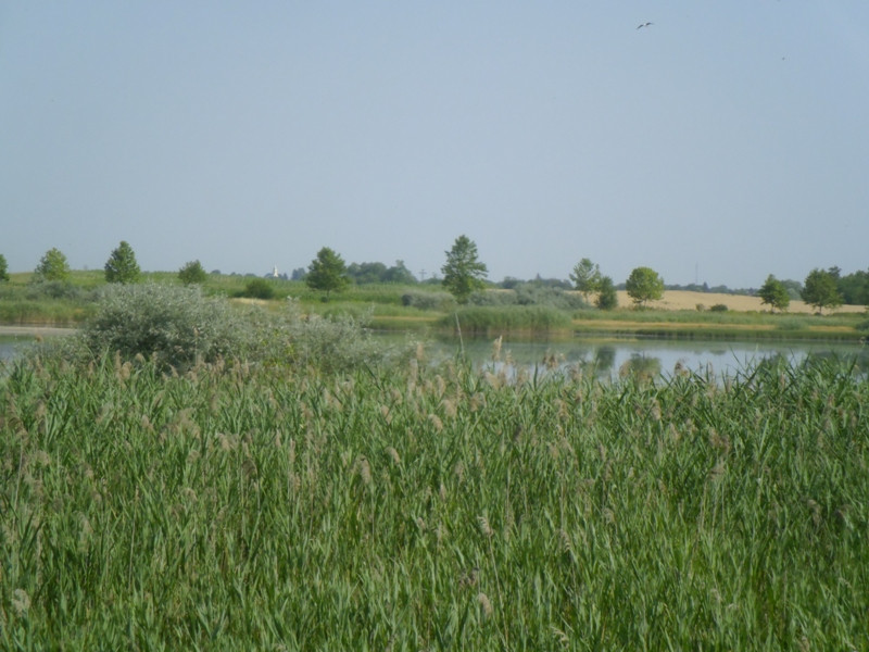 12.07.05. Konyhakert, betakarítás, gólya 107