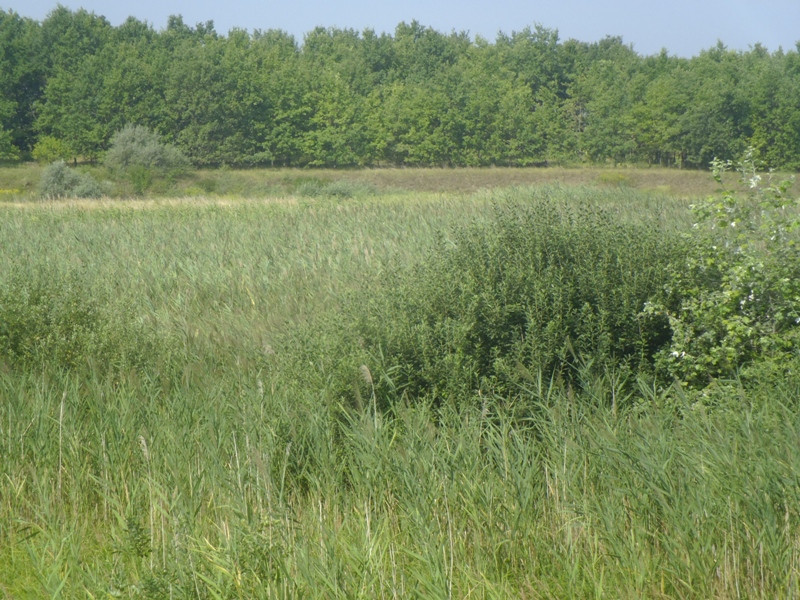 12.07.31. Sós-tó és BácskaModul fenyők... 139