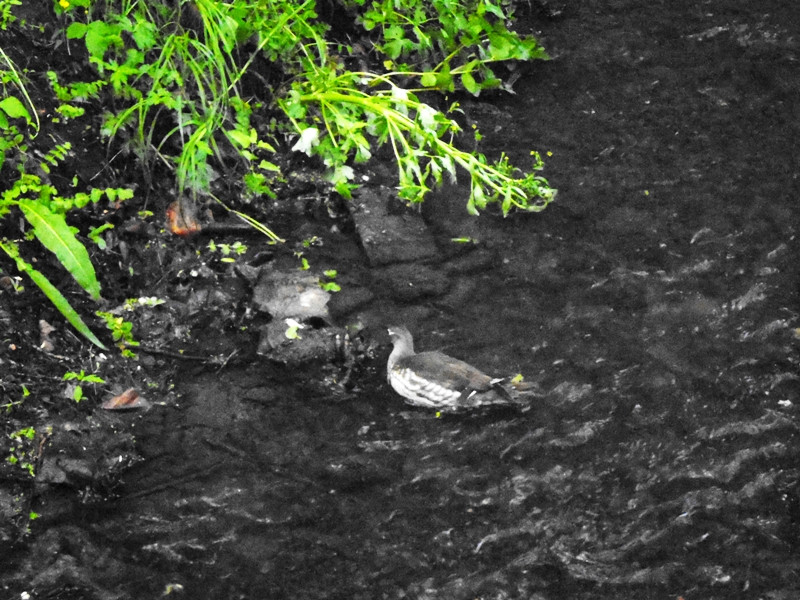 12.05.04. Kossuth park állatok 073