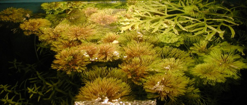 Limnophila sessiliflora2