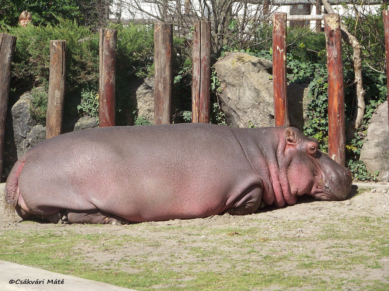 Hippopotamus amphibius