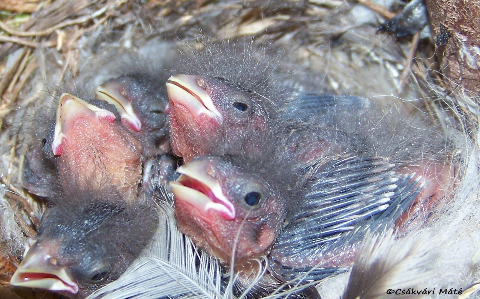 Carduelis cannabina