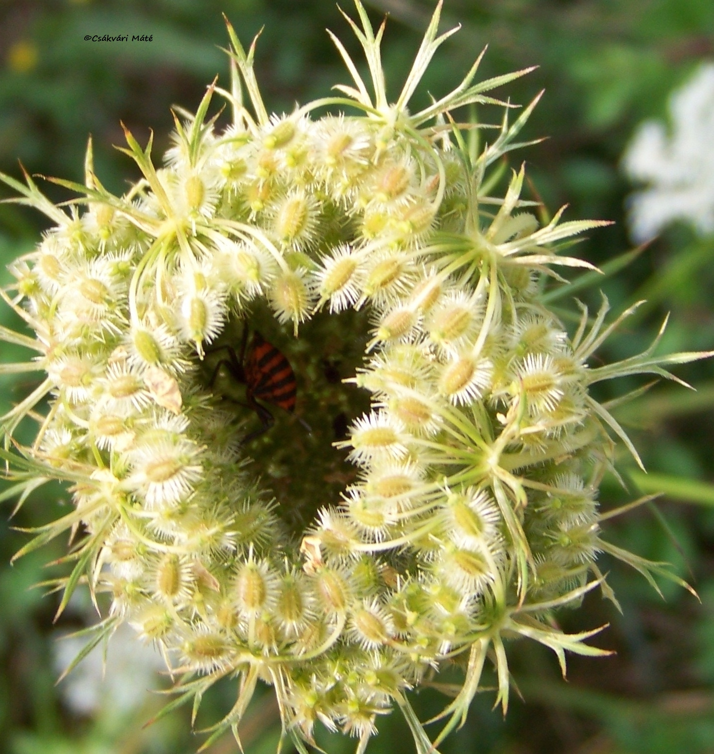 Graphosoma italicum