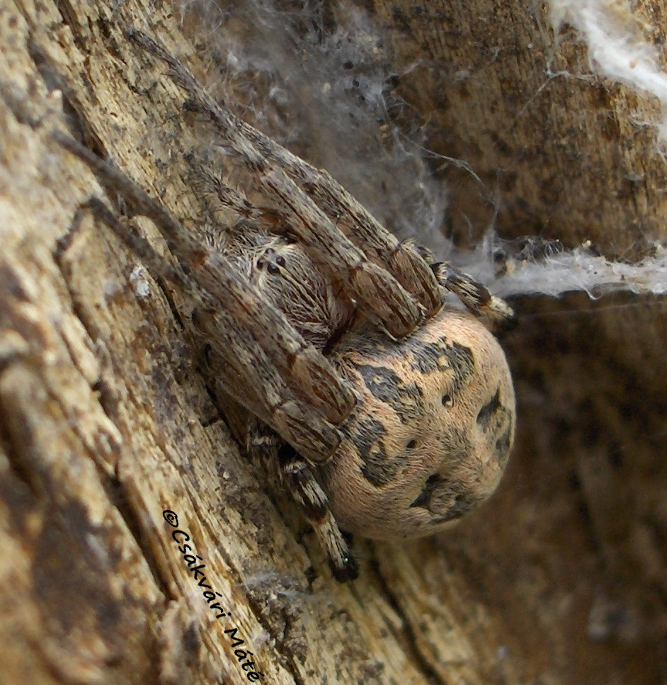 Larinioides folium