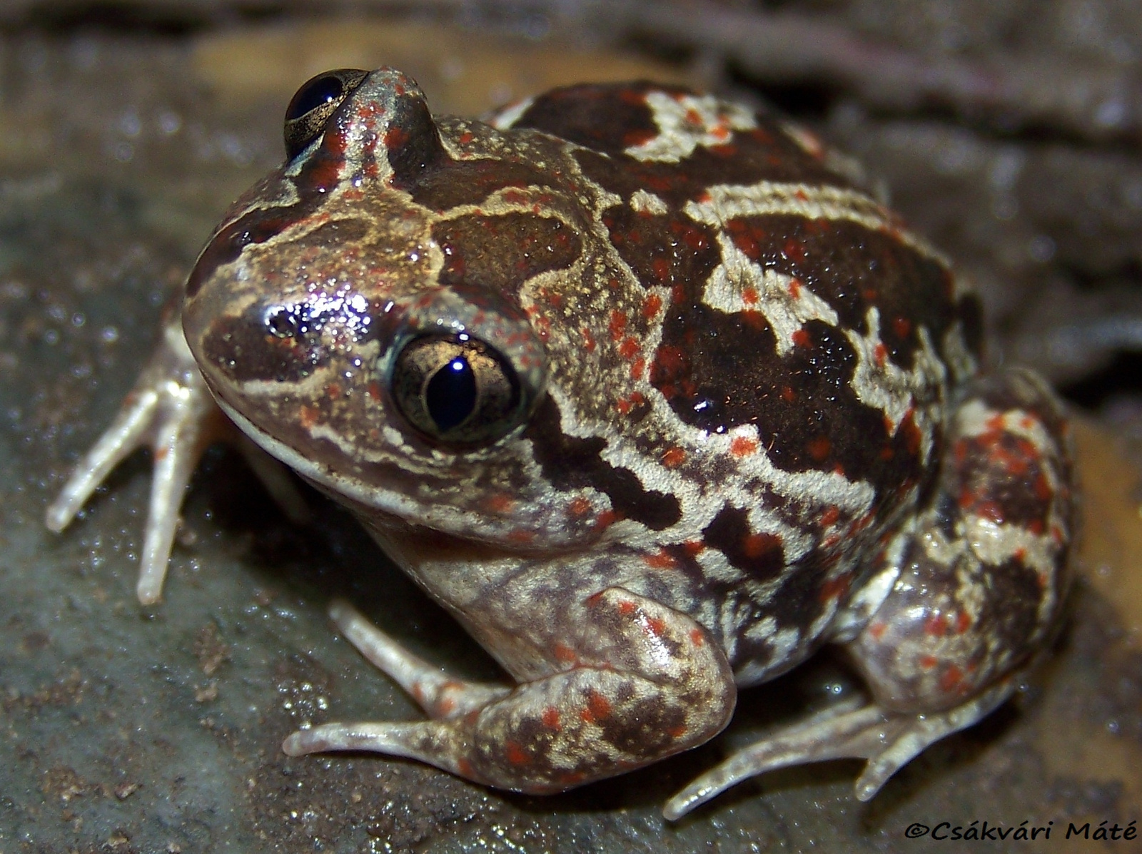 Pelobates fuscus