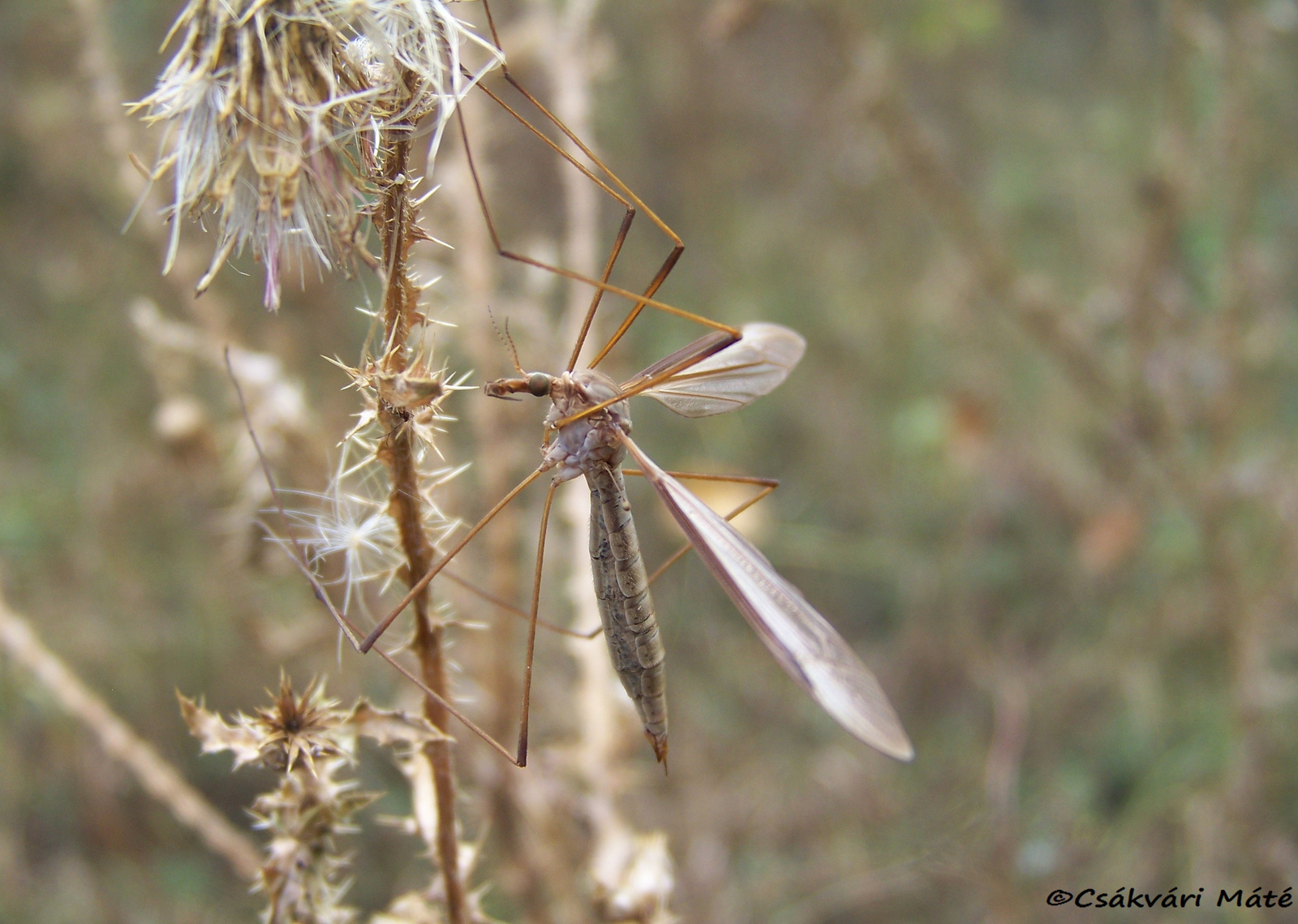 Tipula oleracea