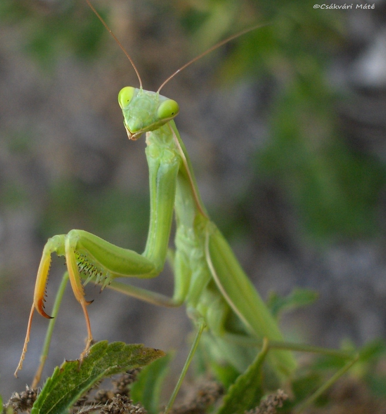 Mantis religiosa