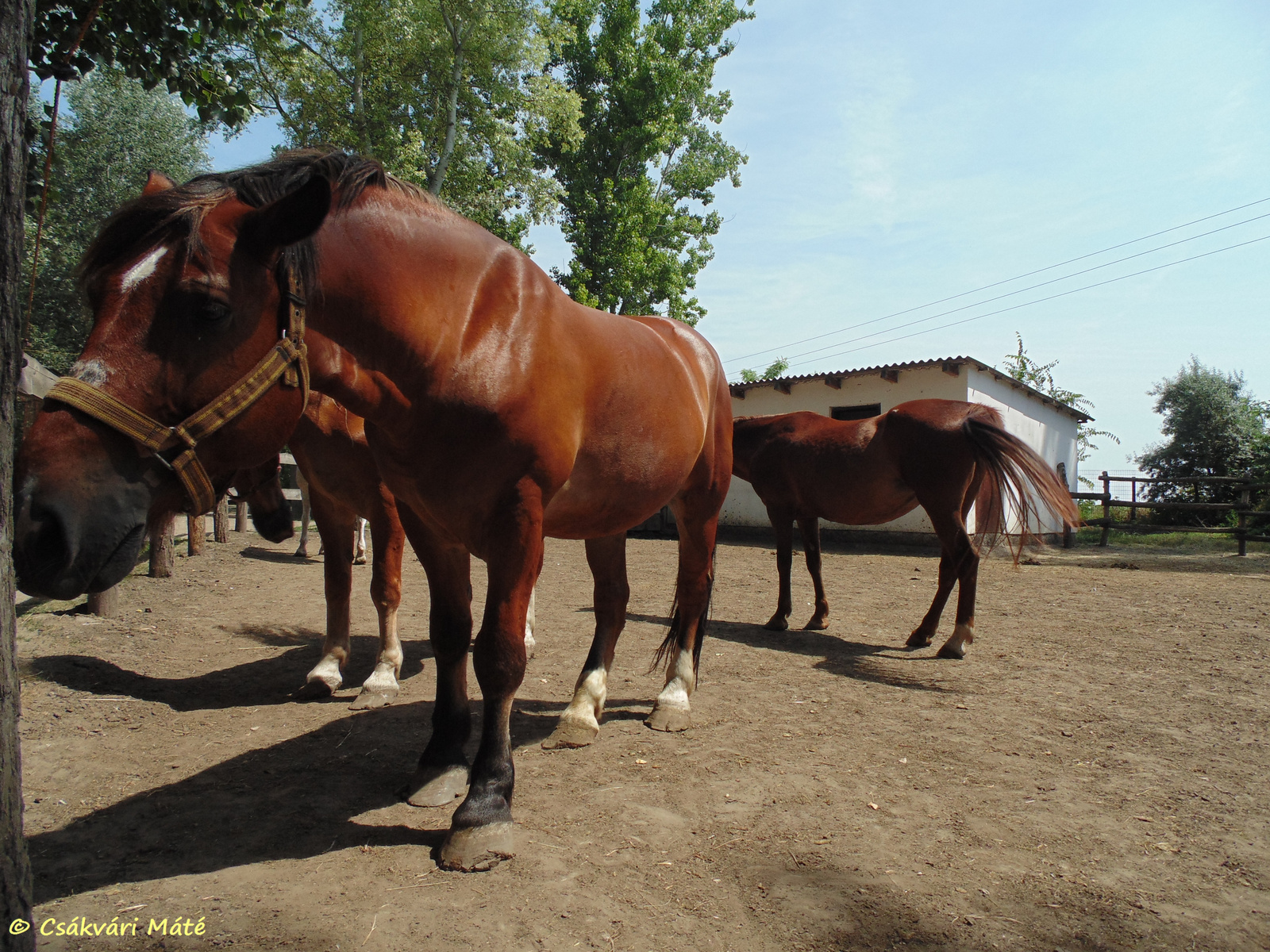 Equus caballus