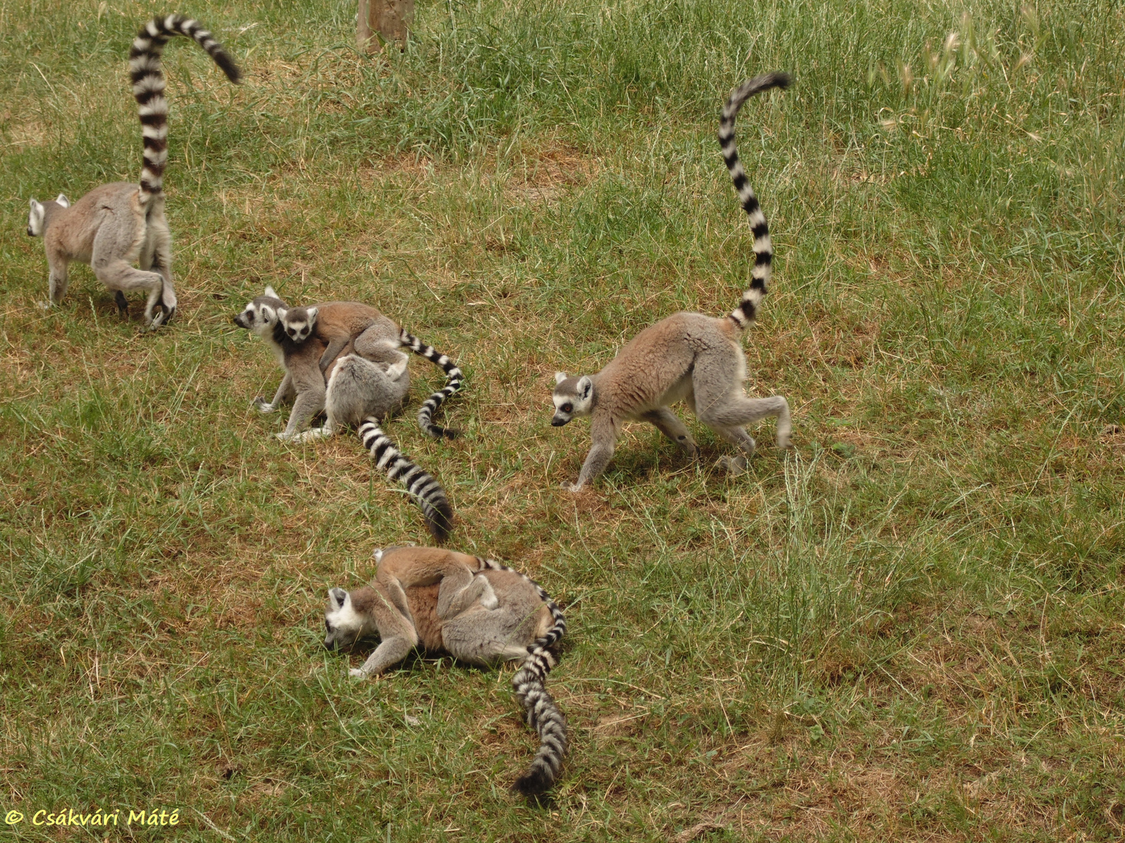 Lemur catta