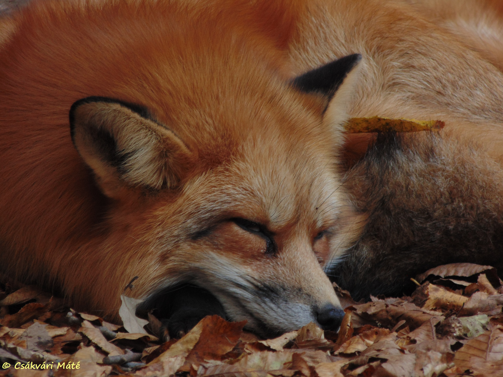 Vulpes vulpes