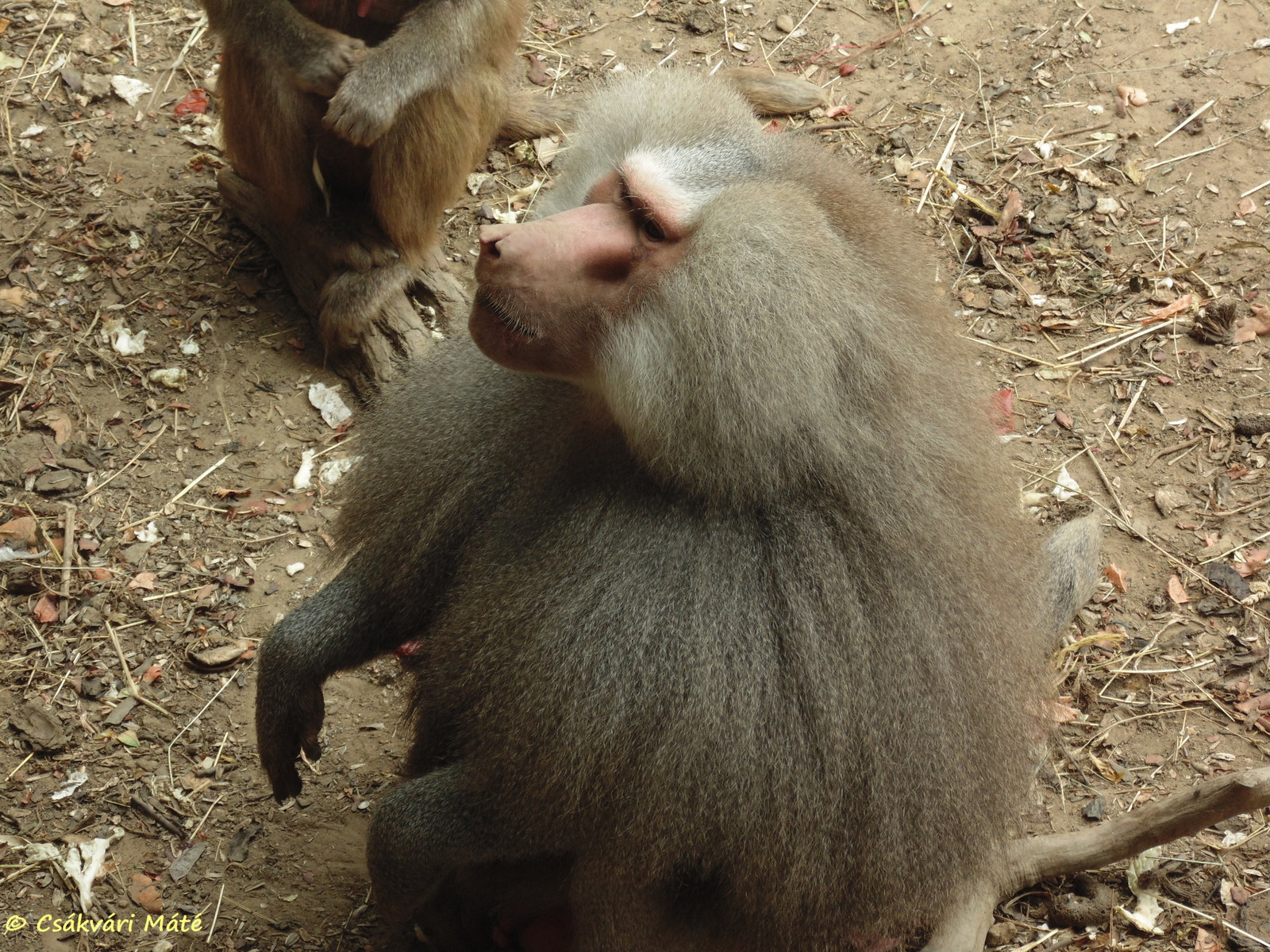 Papio hamadryas