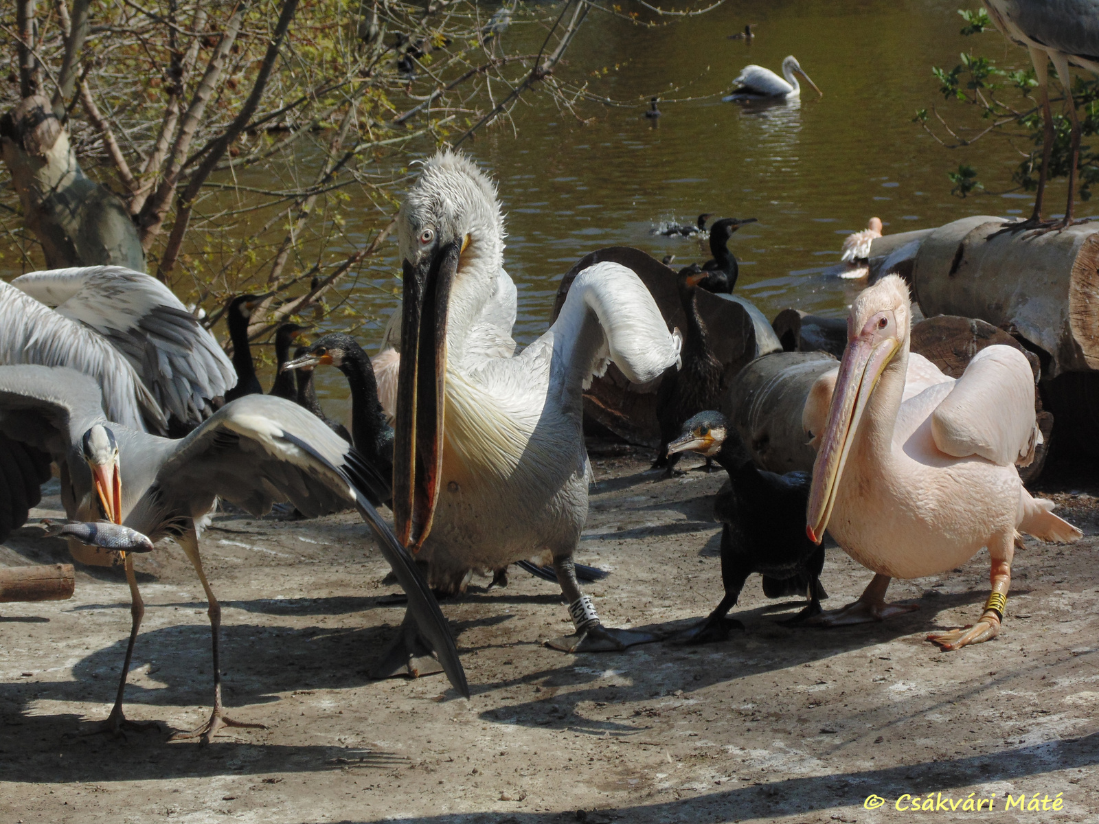 Pelecanus crispus