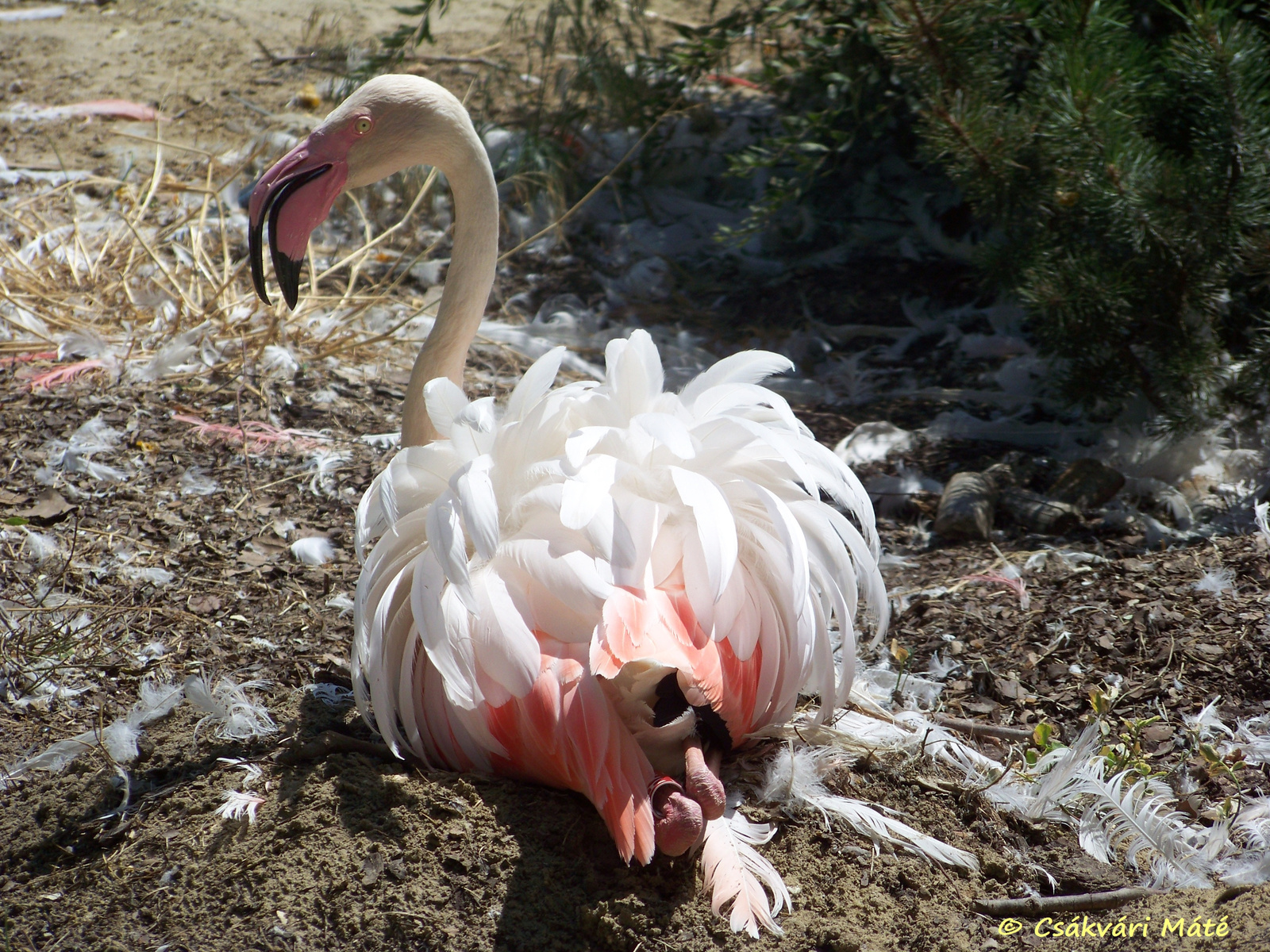 Phoenicopterus roseus