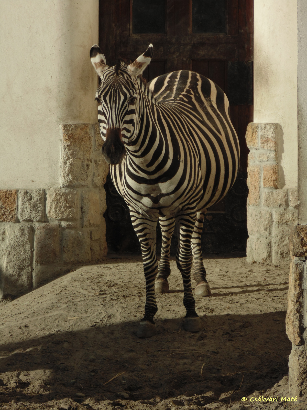 Equus quagga