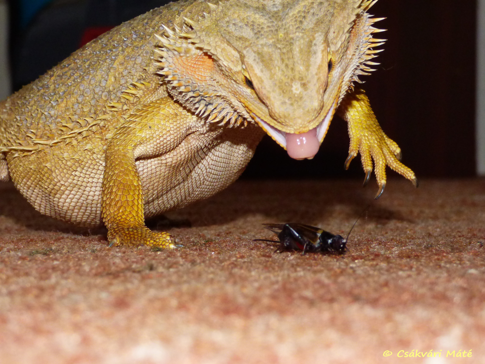 Pogona vitticeps