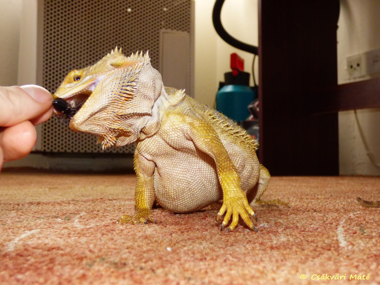 Pogona vitticeps