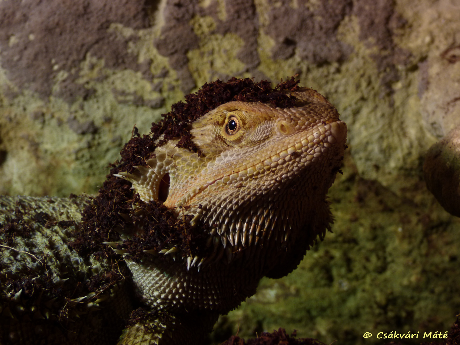 Pogona vitticeps