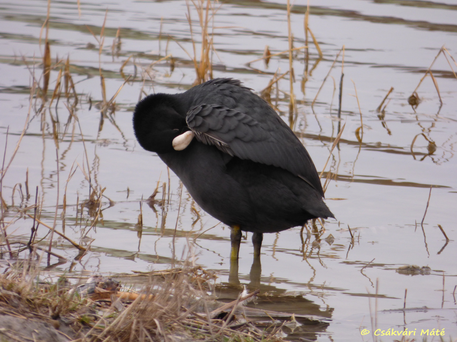 Fulica atra