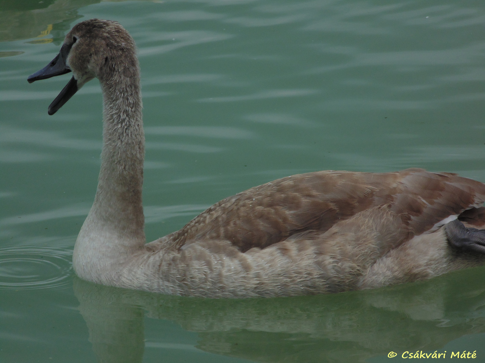 Cygnus olor