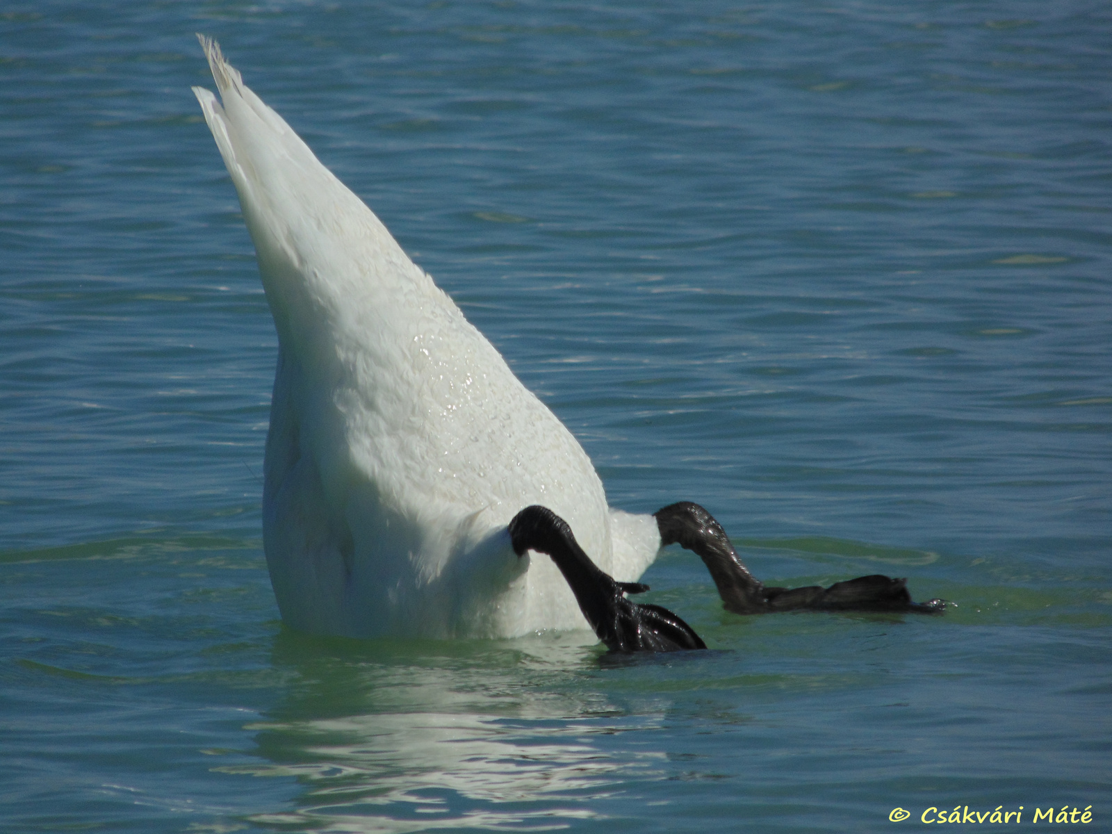 Cygnus olor