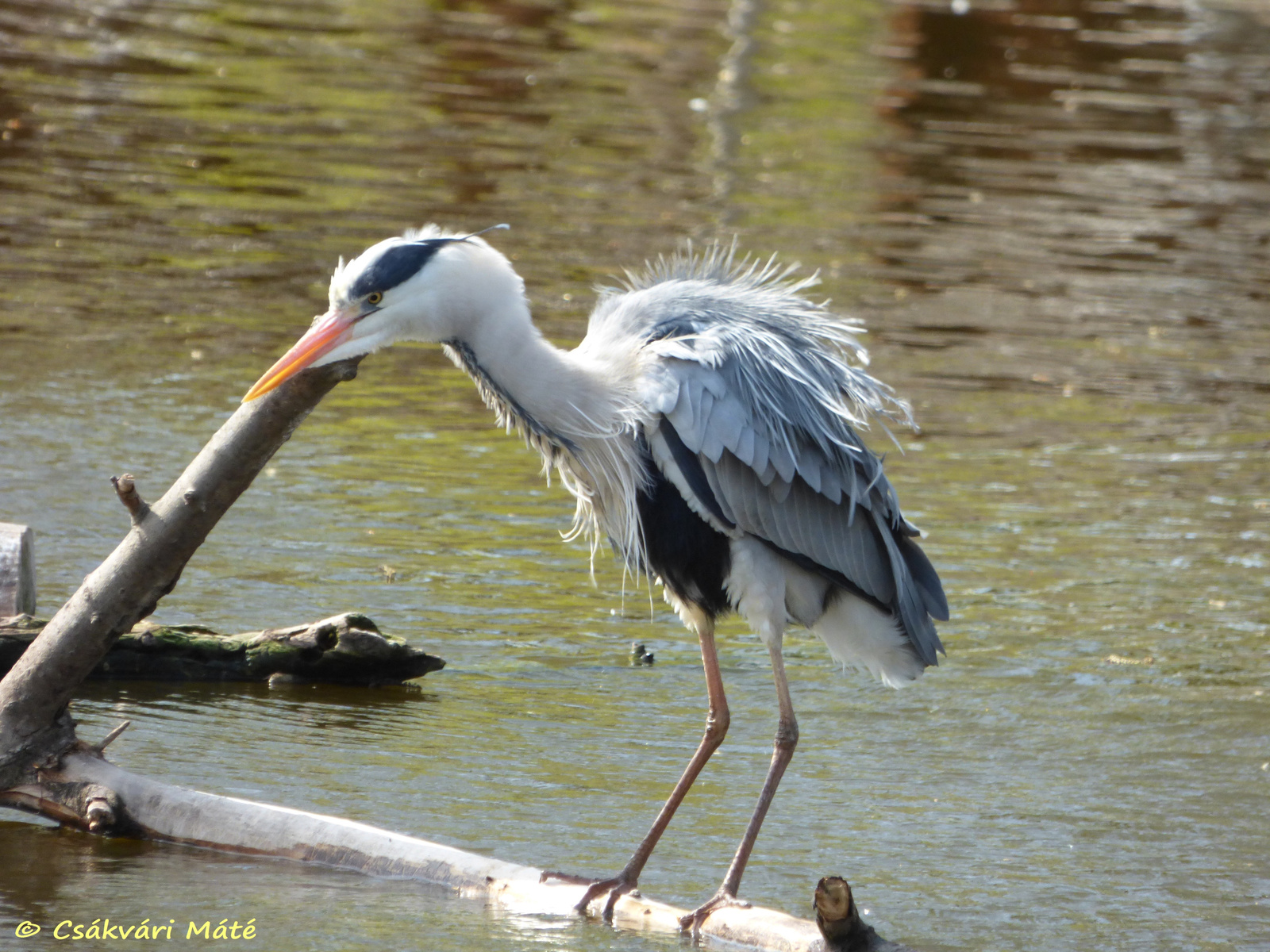 Ardea cinerea