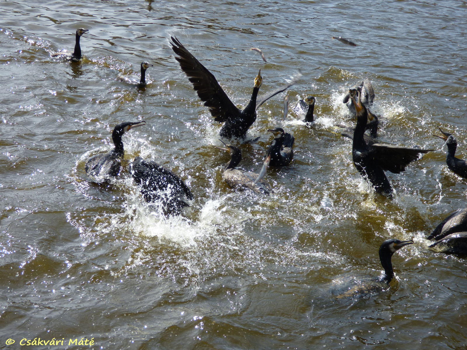 Phalacrocorax carbo