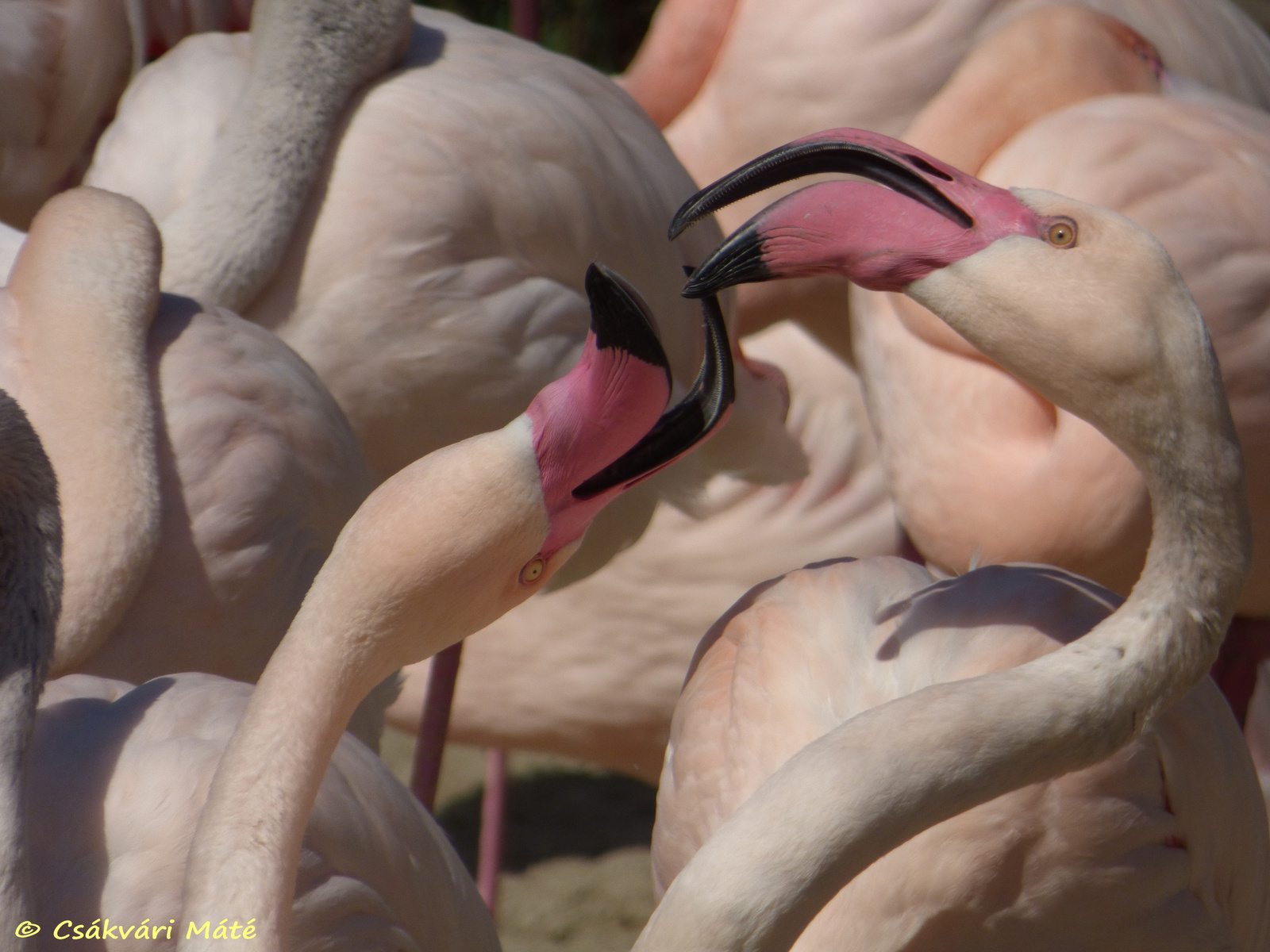 Phoenicopterus roseus