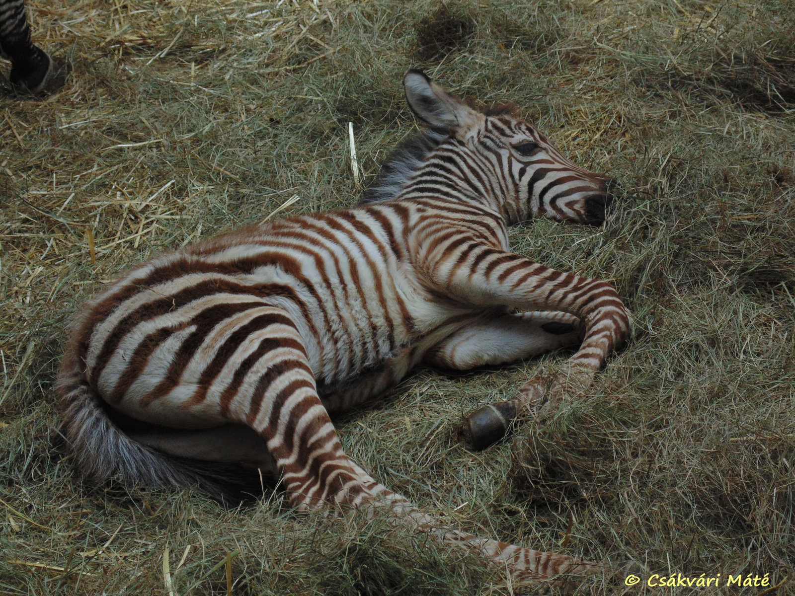 Equus quagga