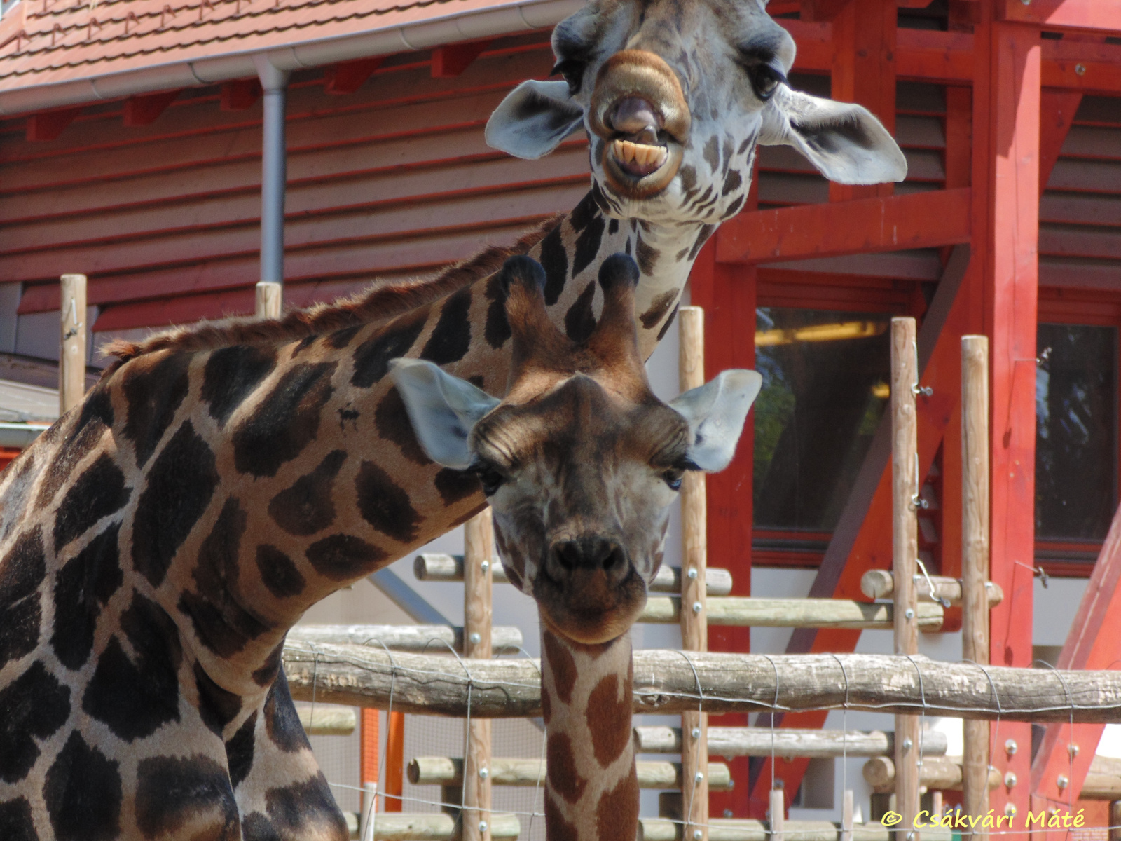 Giraffa camelopardalis rotschildi