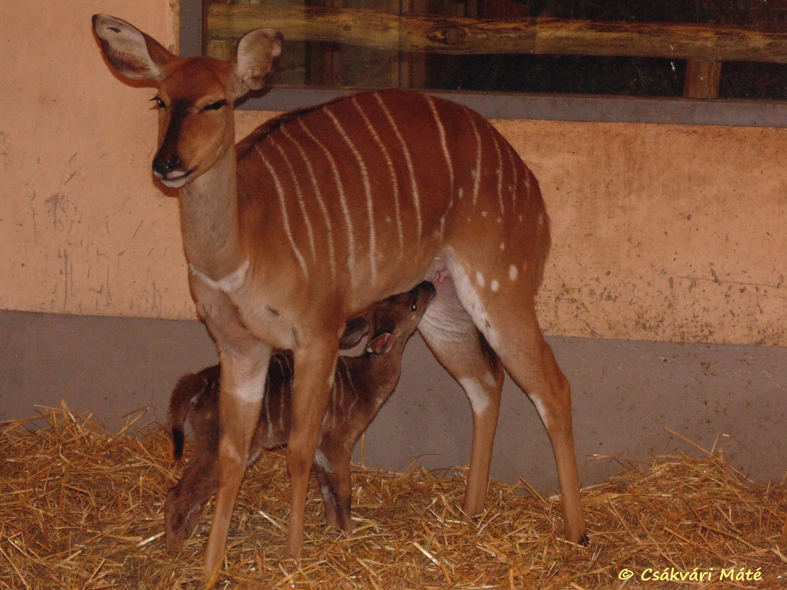 Tragelaphus angasii