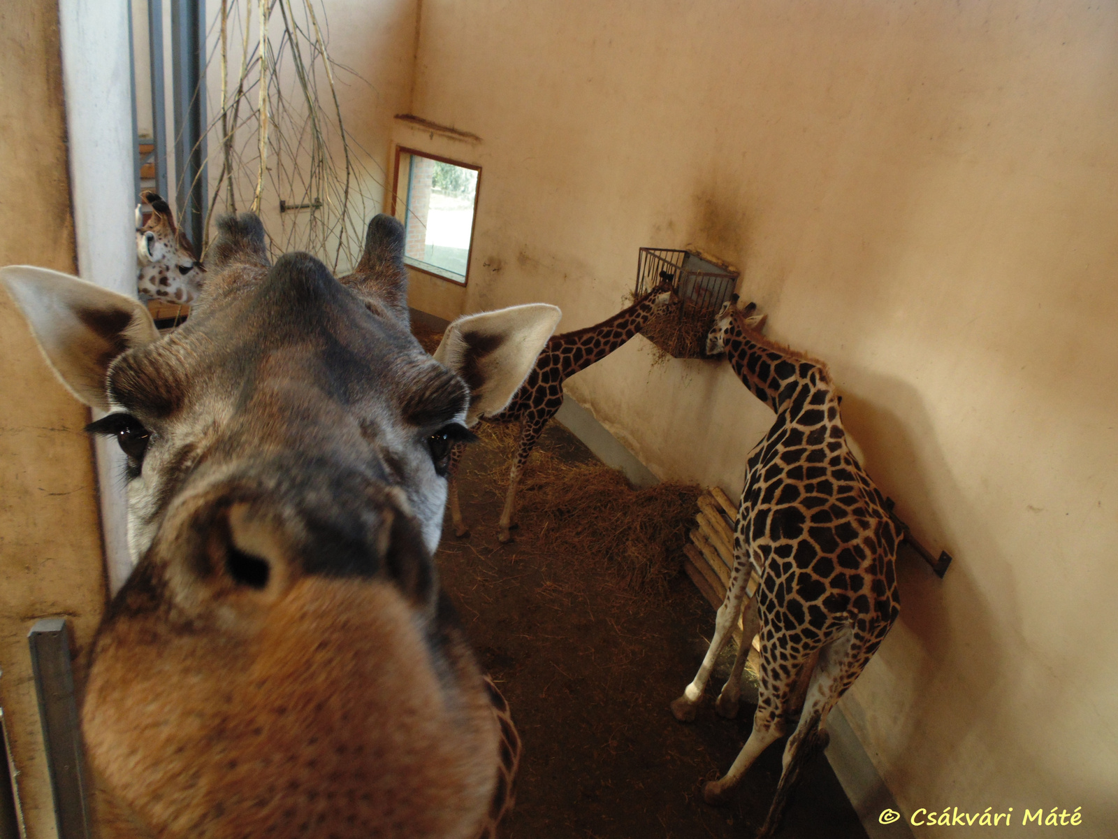 Giraffa camelopardalis rotschildi