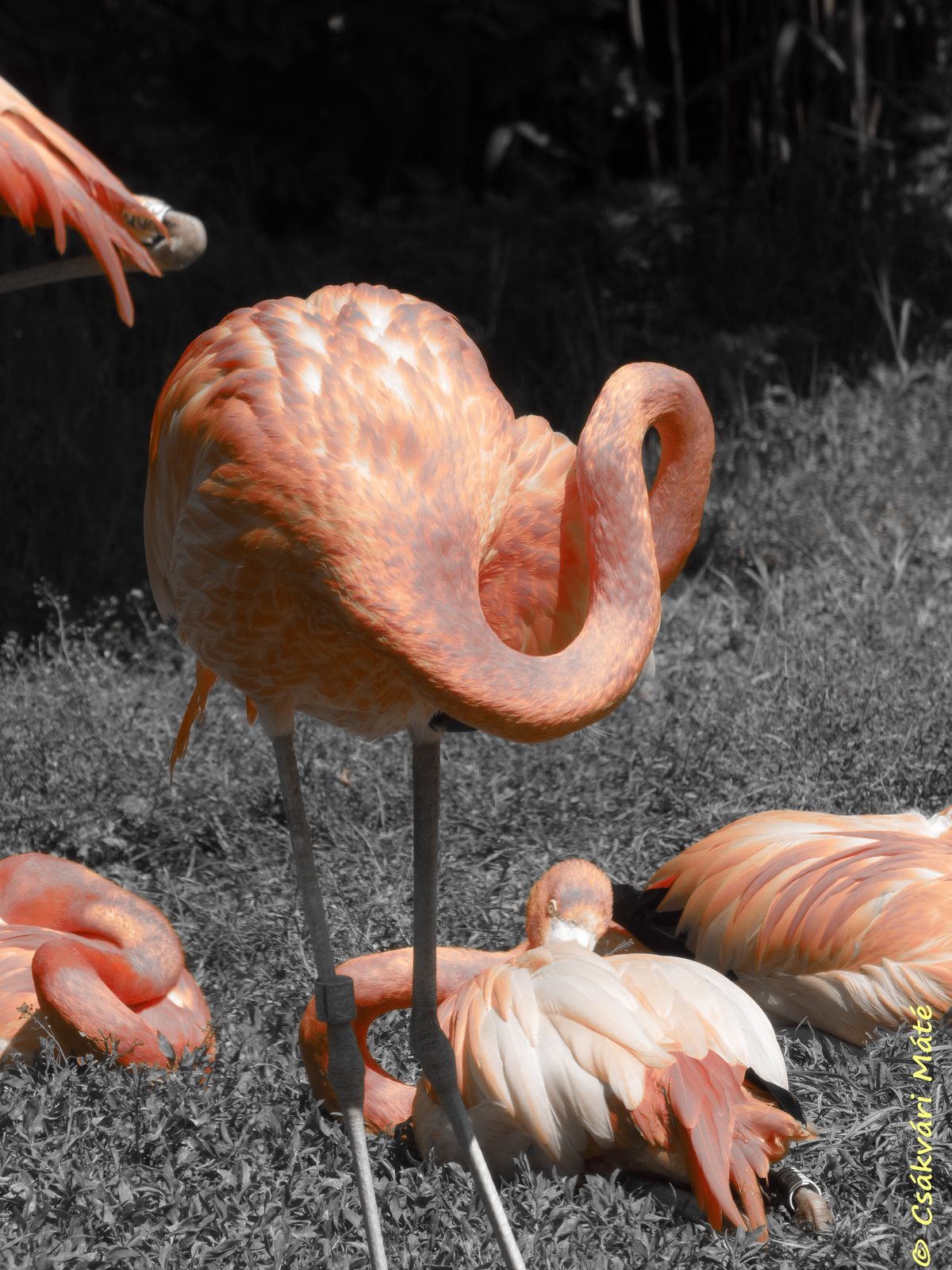 Phoenicopterus ruber