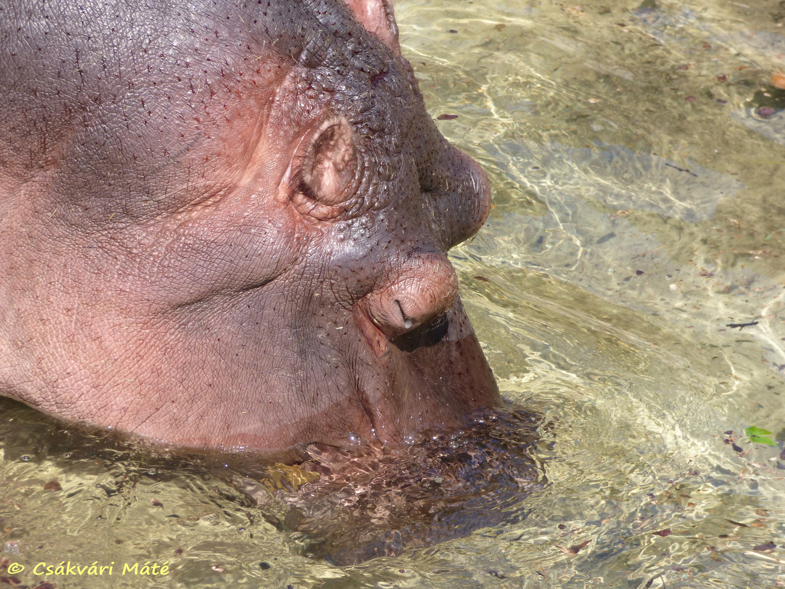 Hippopotamus amphibius