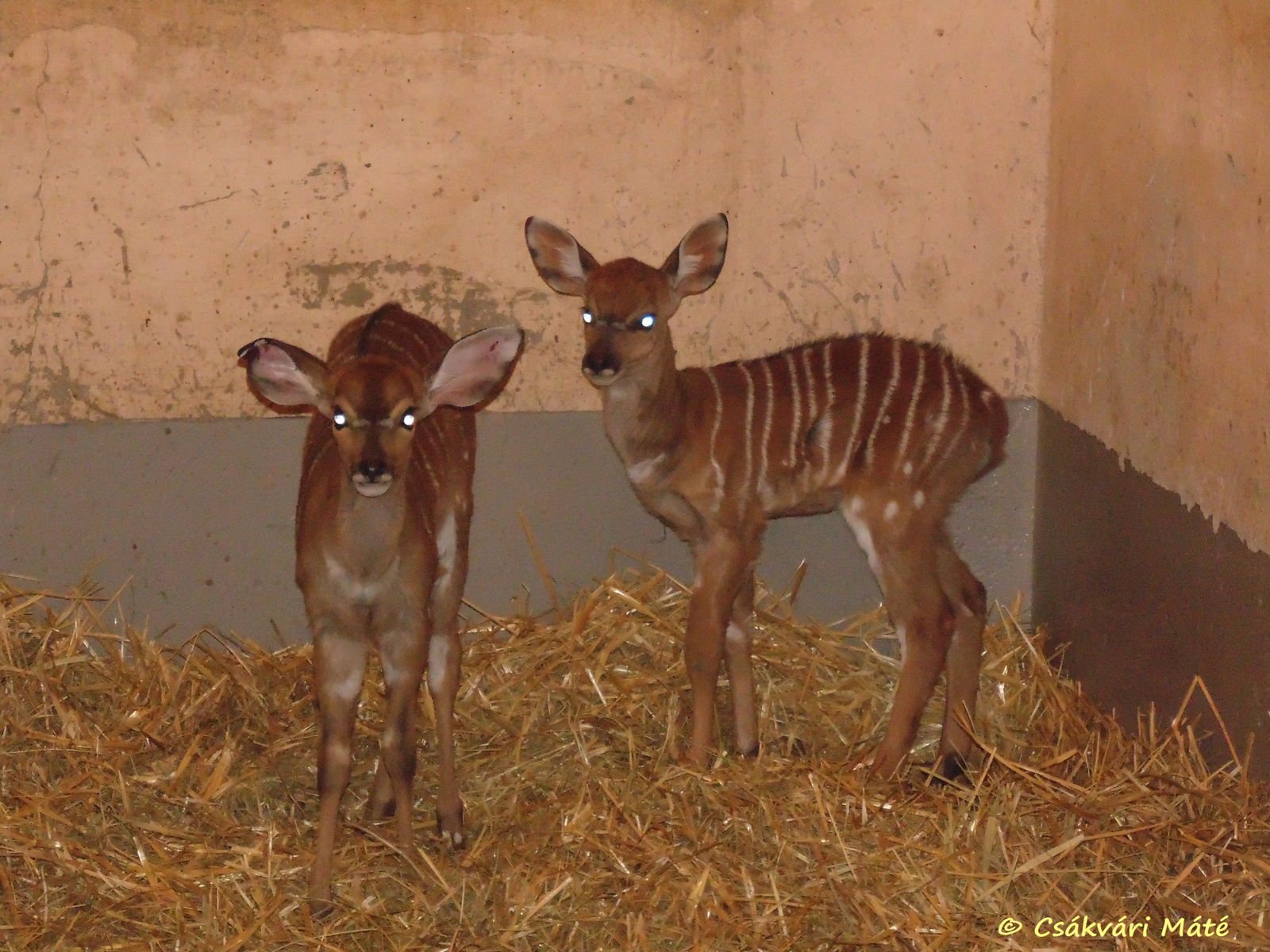 Tragelaphus angasii