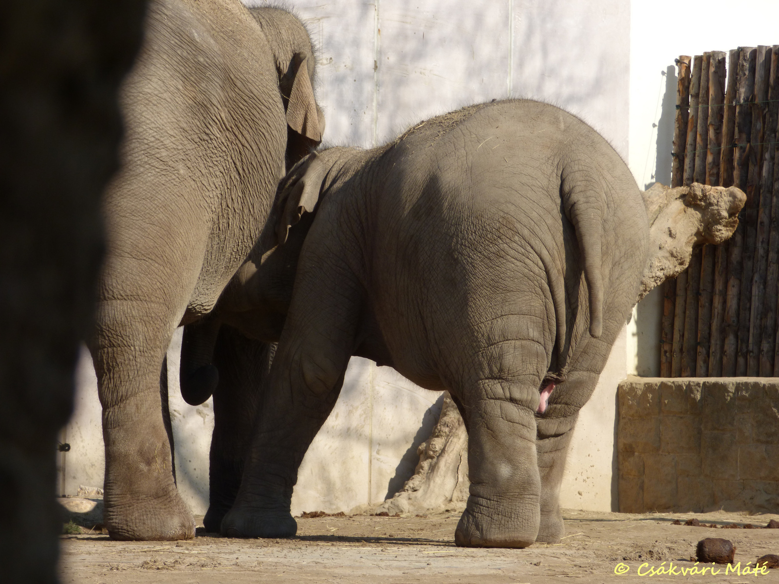 Elephas maximus