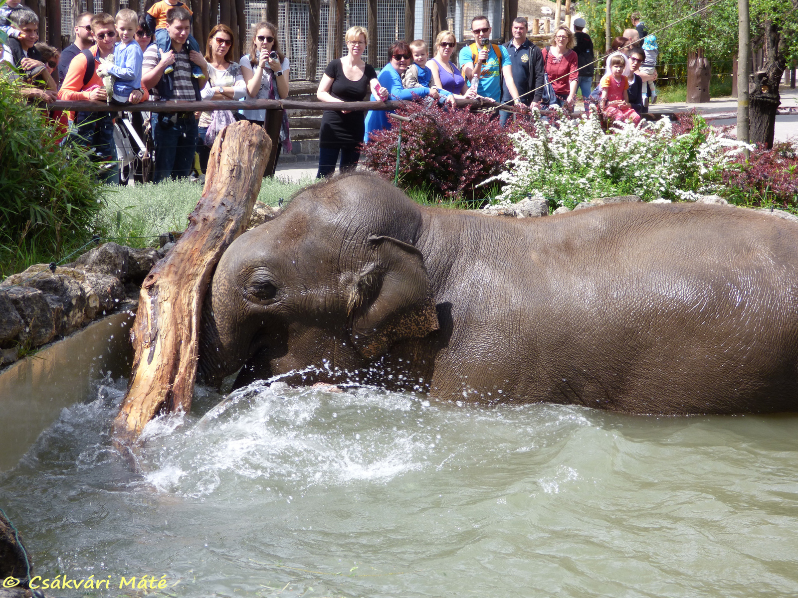 Elephas maximus