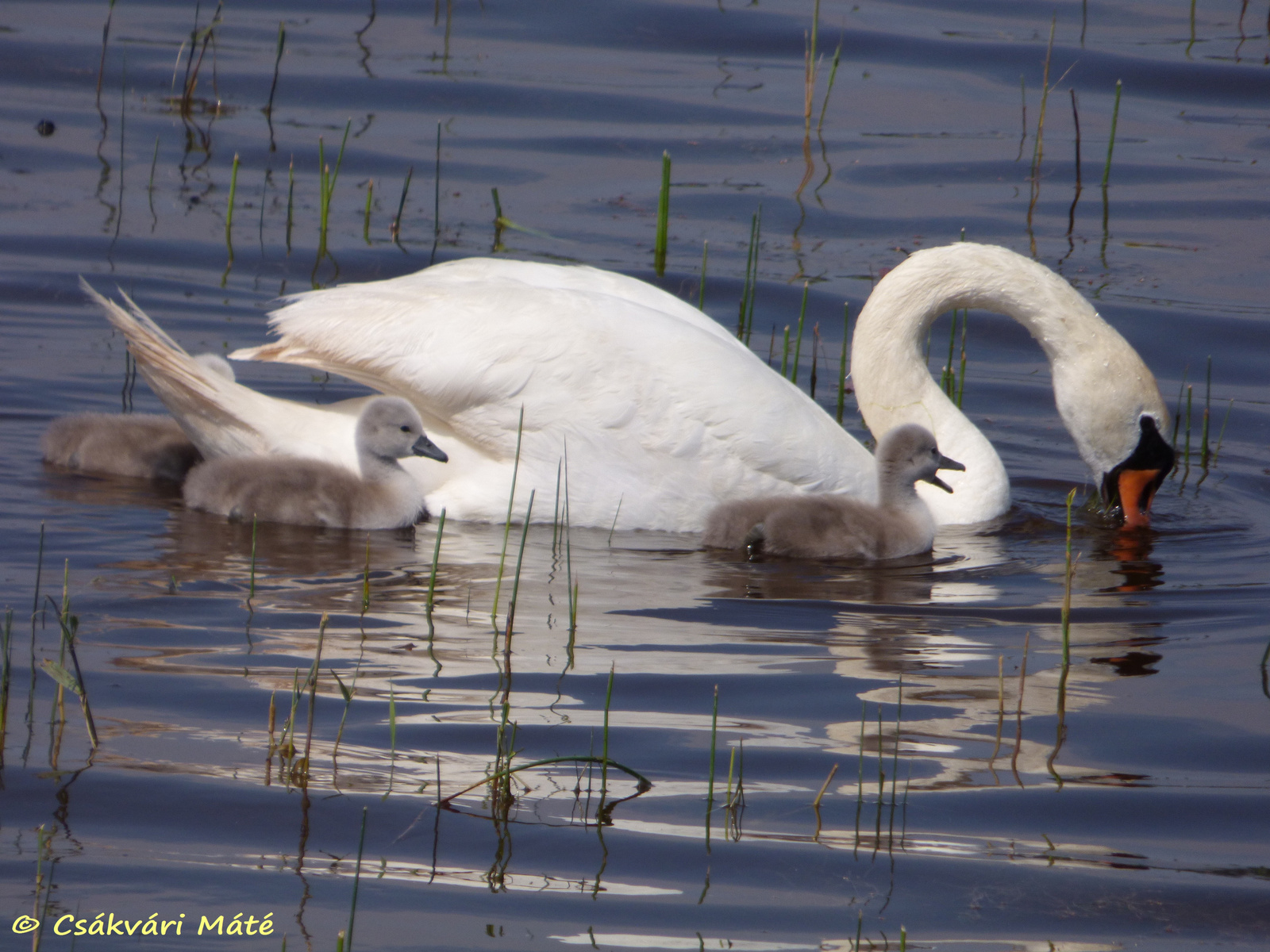 Cygnus olor