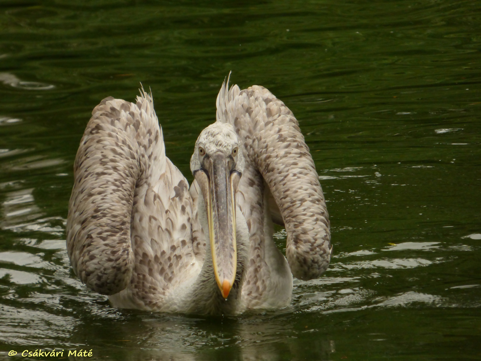 Pelecanus crispus