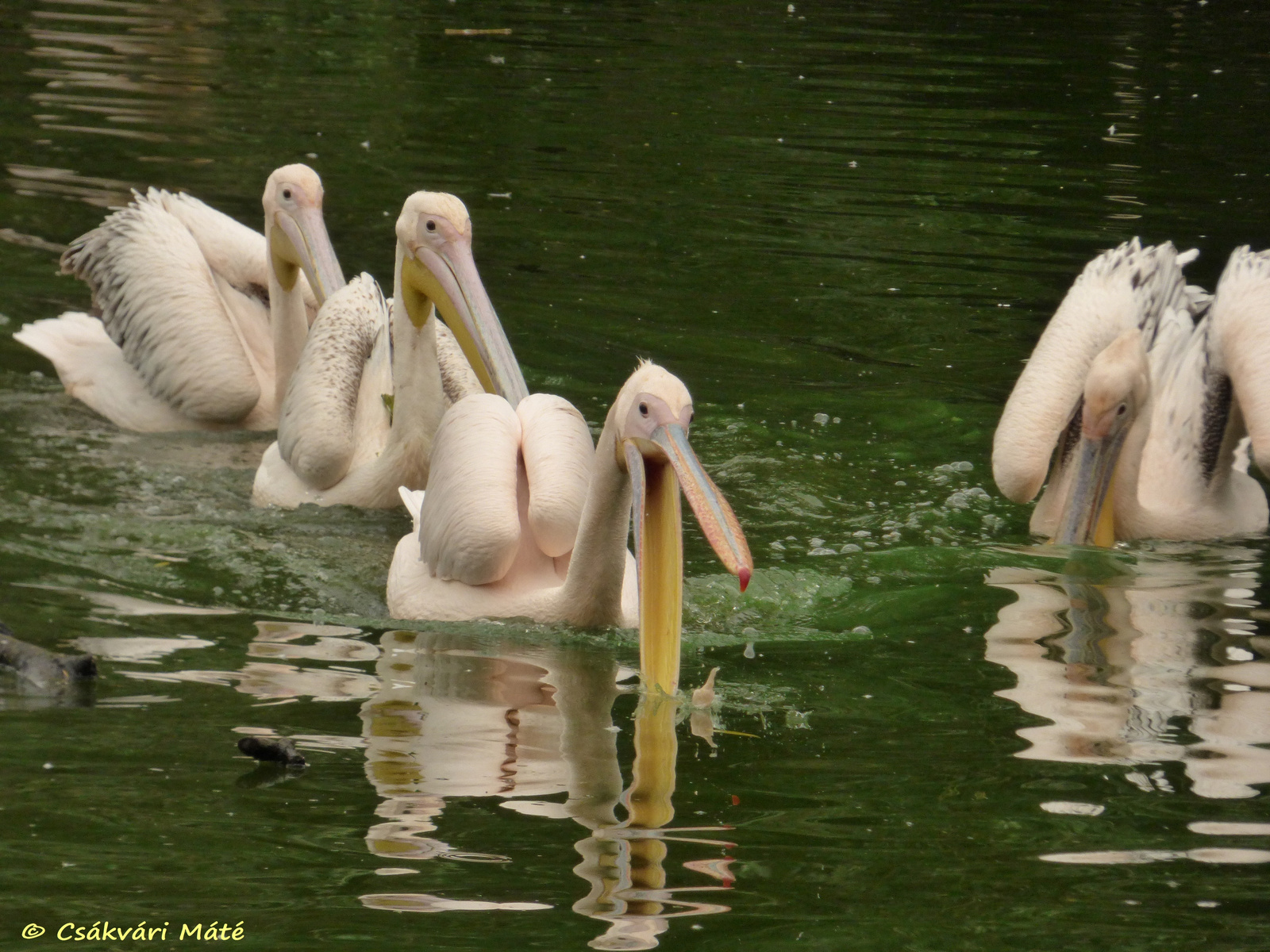 Pelecanus onocrotalus