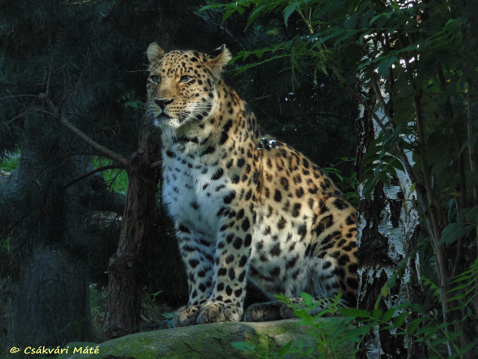 Panthera pardus orientalis